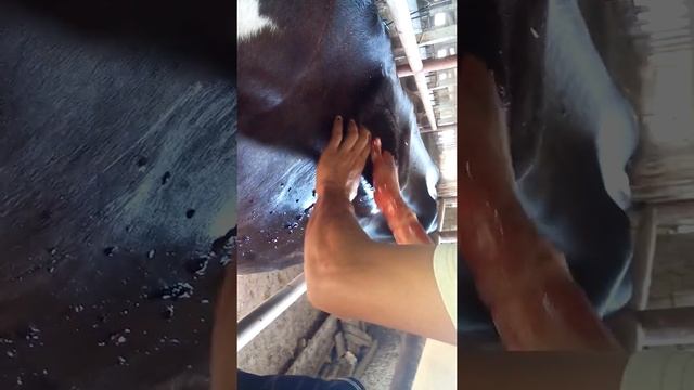 Операция гематома у коровы смотреть онлайн