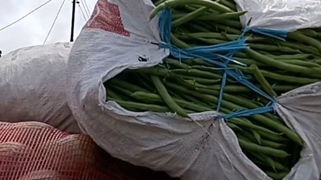 Lik Sardi Panen Sayuran Digunung Yang Langsung Dibawa Kepasar Cepogo смотреть онлайн