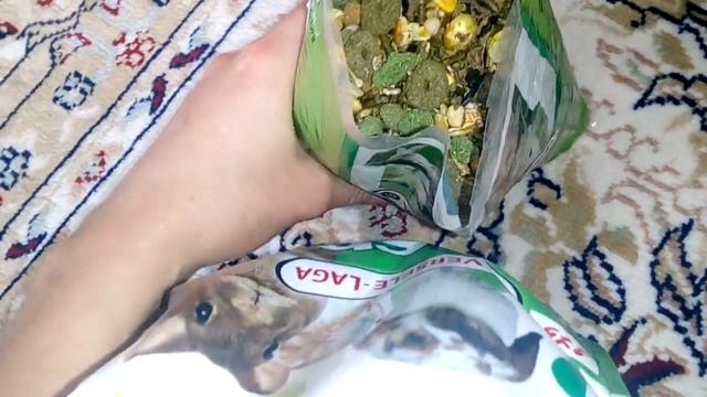Немного зоопокупок🌷 смотреть онлайн