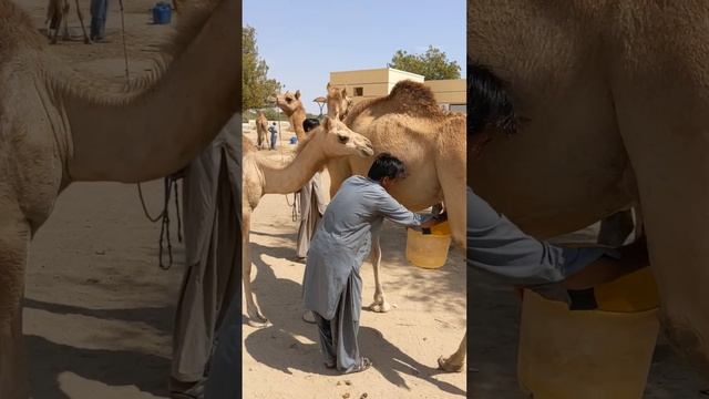 "سريان في الصحراء: دراما التزاوج للجمال #viral смотреть онлайн