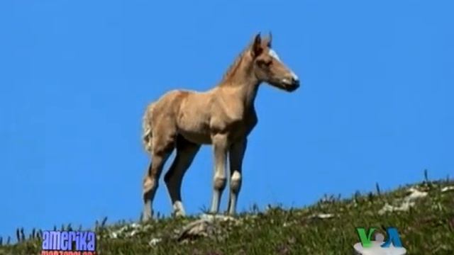 Amerikadagi yovvoyi otlar - Saving Wild Horses смотреть онлайн