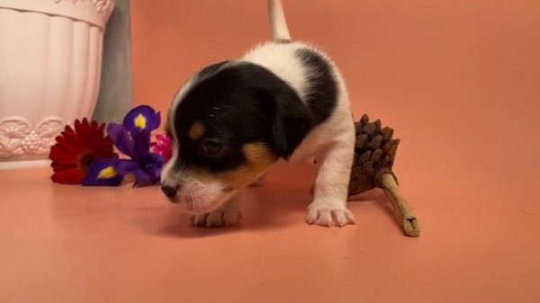 метисы джек рассел терьера и чихуахуа