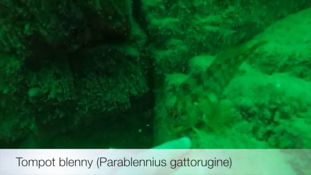 Tompot blenny (Parablennius gattorugine) смотреть онлайн