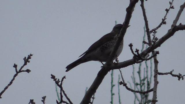 Дрозд рябинник. Осень, ноябрь. [Turdus pilaris] смотреть онлайн