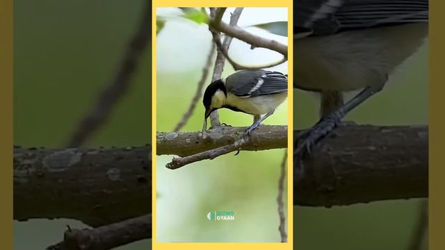 Bird Photography | Gizmo Gyaan #birdphotography #camera #gadgets смотреть онлайн