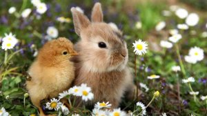 Цыплята и Кролик - Звуки и голоса  Цыплят - Видео про Животных