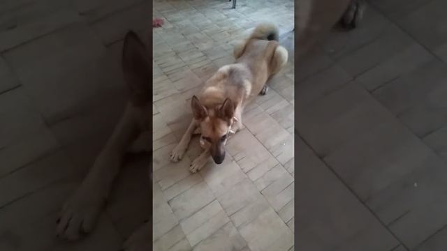 у Зайки новая игрушка смотреть онлайн