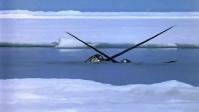 Нарвал-Морской Единорог! смотреть онлайн