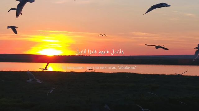 Сура "Аль-Филь" читает шейх Мишари Рашид смотреть онлайн