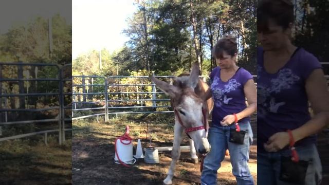 How to train a donkey {J-Donk the Mammoth Donkey} смотреть онлайн