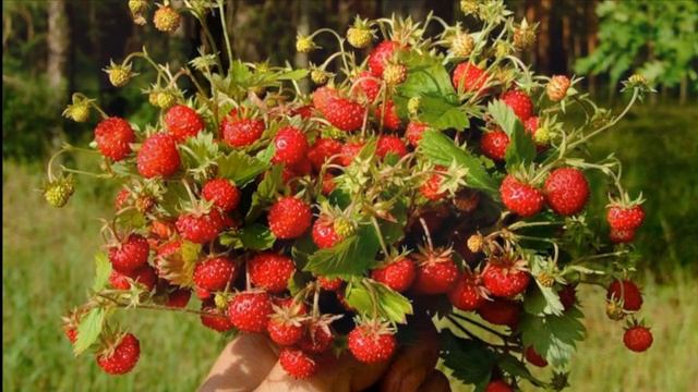 Кара урман-Ильдар Зиязов