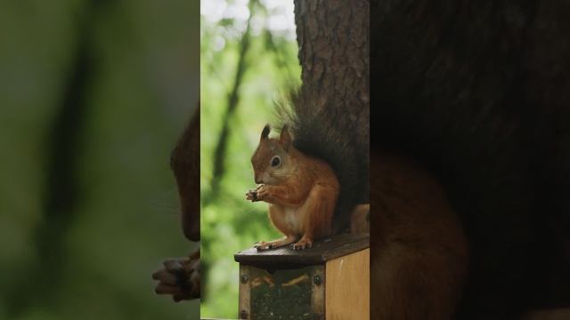 Good Squirrels смотреть онлайн
