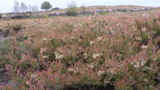 Economics of Lowbush Blueberry in Maine смотреть онлайн