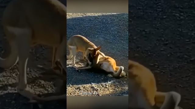 Кенгуру спасает собрата от питона. смотреть онлайн