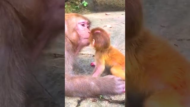 Monkey Animals SOO Cute! AWW Cute Baby Animals Videos Compilation CUTEST Moment Of The Animals #764