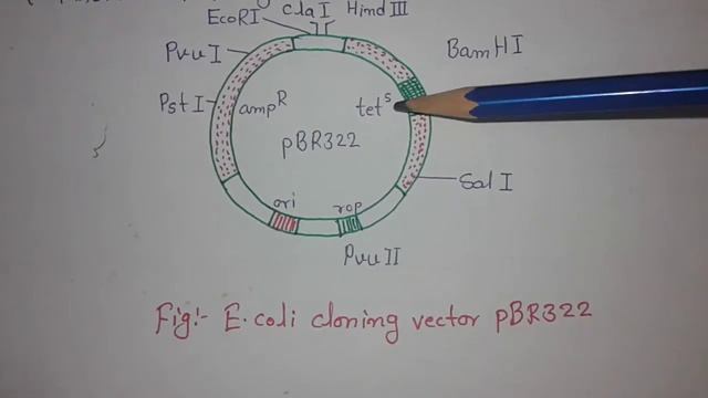 vector pBR322 смотреть онлайн