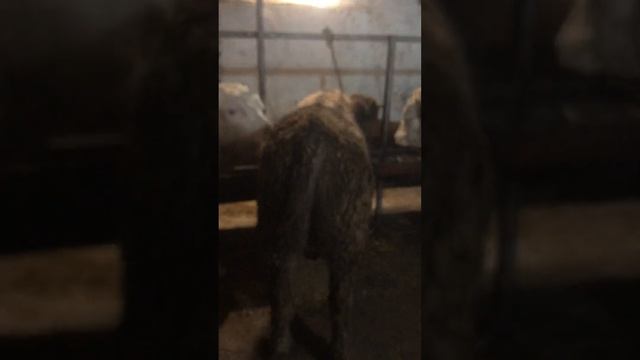 Откорм быков, третий месяц на откорме.КБР смотреть онлайн