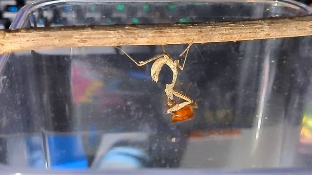 Mes nouvelles MANTES ! Deroplatys Dessicata смотреть онлайн