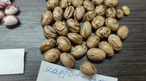 Обзор сортов вьющейся фасоли сезона 2024