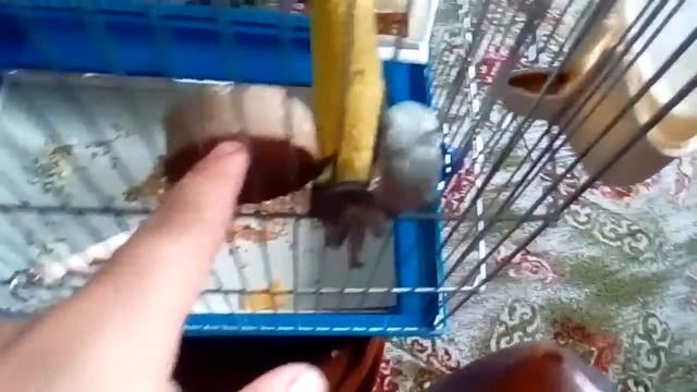 Мини рум тур по клетки волнистова попугая моей бабушки. смотреть онлайн