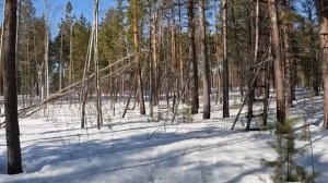 Солонец для животных! Как сделать солонец! #солонец