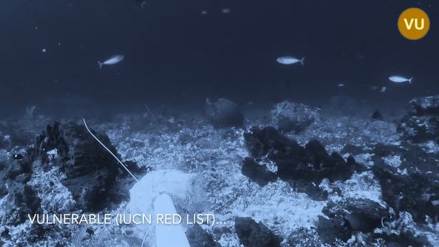 Indo Ocean Project - Sharks of the BRUV смотреть онлайн