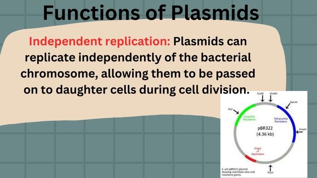 Plasmid structure and functions | 2024 смотреть онлайн