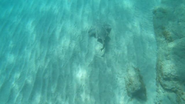 Engelhai Fuerteventura смотреть онлайн