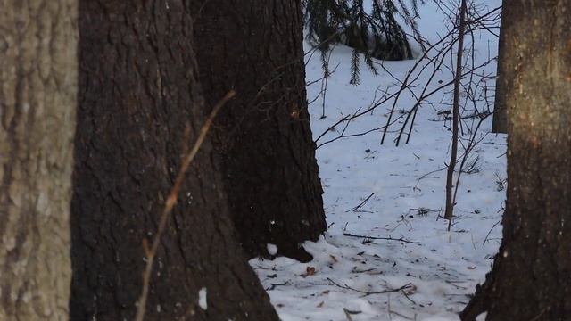 "Продолжение .Пртивостояние белки сороке." смотреть онлайн