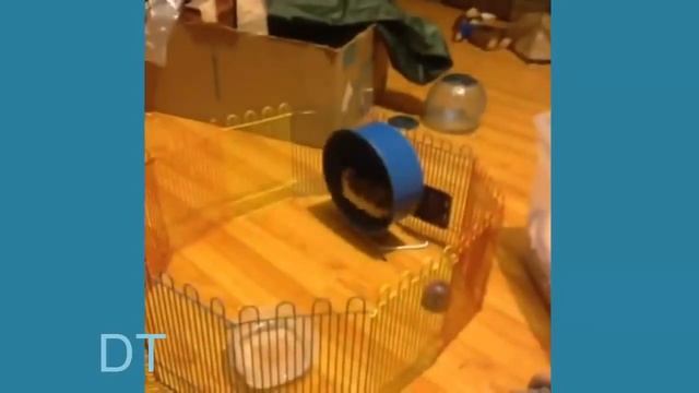 *113*Милые и забавные животные Cute and funny animals смотреть онлайн