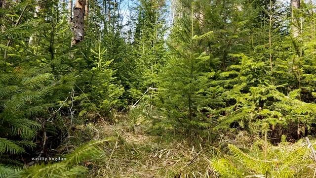 Walk in Siberia: Baikal