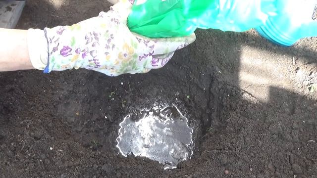 Розы ранней весной. смотреть онлайн