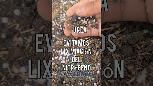 Nitrato de Amonio y Urea смотреть онлайн