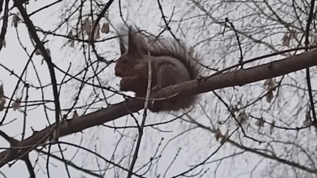 На прогулке встретили белку смотреть онлайн