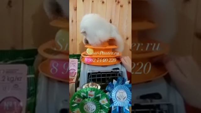 Котик персидский Daniel на выстовке.Занял призовые места и подарили ему игрушку. смотреть онлайн
