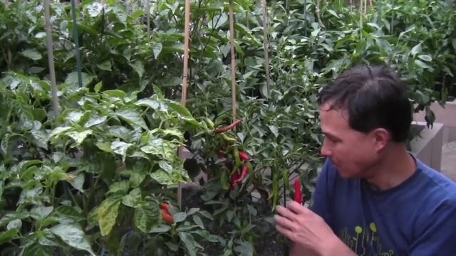 One Pepper You Should Never Grow in Your Home Garden смотреть онлайн