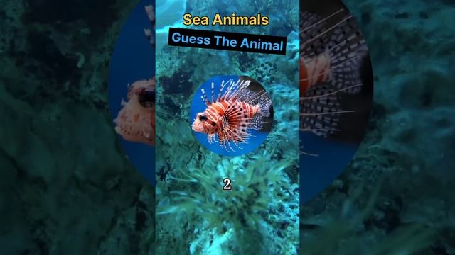 Lionfish 🐠 | quiz time | Hard to guess смотреть онлайн