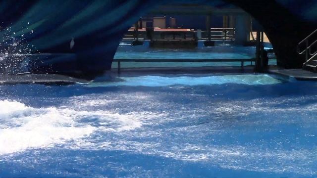 Trua and Makaio - Orca Encounter Finale at SeaWorld Orlando - May 7, 2021 смотреть онлайн