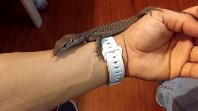 Young Female Varanus Tristis Orientalis смотреть онлайн