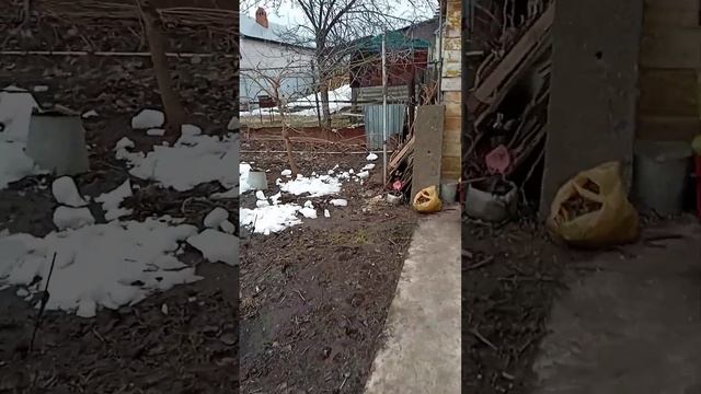 Доброе утро, нас и Вас обрадовала курочка голубым яйцом. Люблю весну уже можно наводить порядки. смотреть онлайн