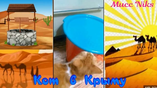 Кот увидел ведро воды. смотреть онлайн