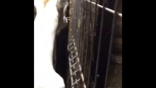 Умная Коза Сама Открывает Калитку! смотреть онлайн