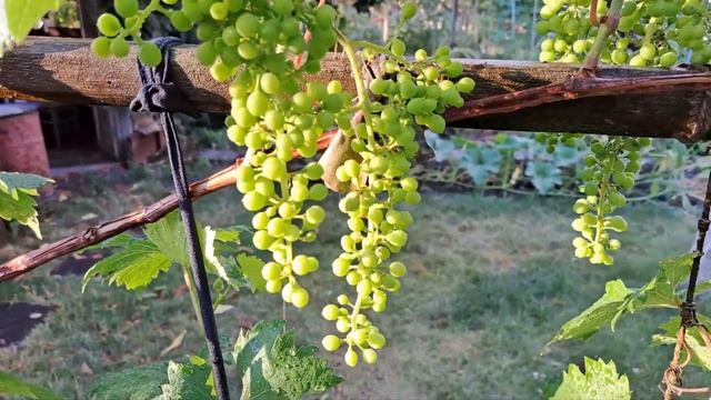 Обязательно делайте это после каждого дождя! смотреть онлайн