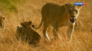 BBC: Серенгети 1 сезон 1 серия (документальный сериал, 2019)