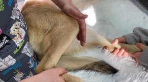 Массаж задних конечностей при параличе (собака)