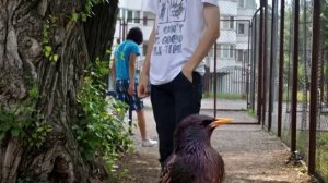 Что за глупый скворец?