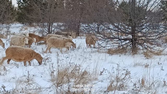 14 декабря. на пастбище.