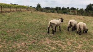 Порода овец Суффолк