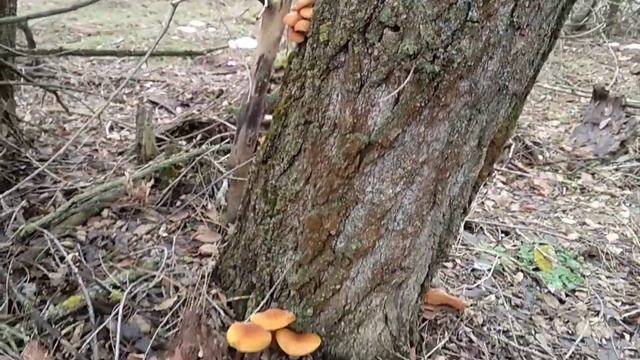 Зимний опенок. 14 декабря 2018 года фламулина смотреть онлайн