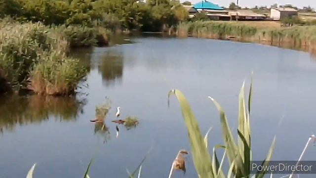 Хутор Черкесовский наш сельский пруд Школьный пруд смотреть онлайн
